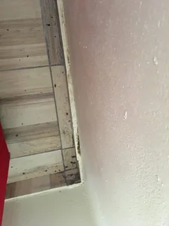 Bedbugs control services