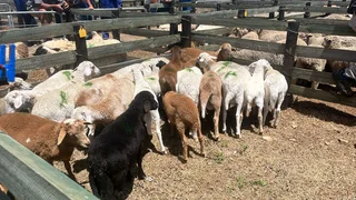 Lambs For Sale