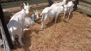 Kapata Goats