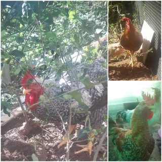 Roosters for sale