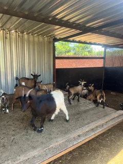 Goats - Ad posted by Zingoboy loris