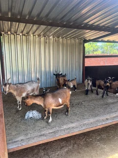 Goats - Ad posted by Zingoboy loris