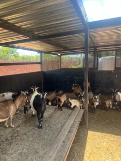 Goats - Ad posted by Zingoboy loris