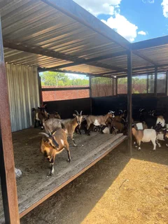 Goats - Ad posted by Zingoboy loris