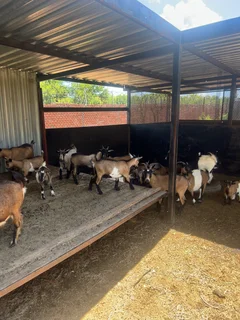 Goats - Ad posted by Zingoboy loris