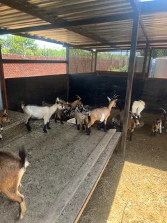Goats - Ad posted by Zingoboy loris