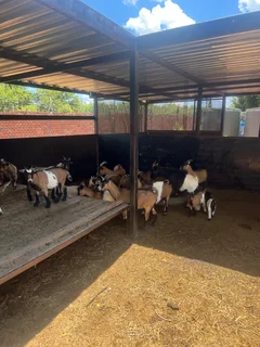 Goats - Ad posted by Zingoboy loris
