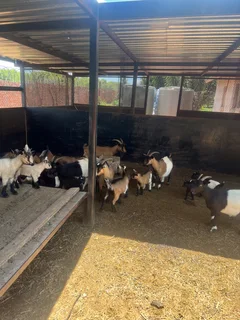 Goats - Ad posted by Zingoboy loris