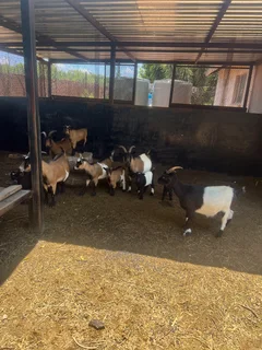 Goats - Ad posted by Zingoboy loris