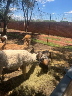 Goats - Ad posted by Zingoboy loris