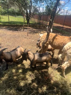 Goats - Ad posted by Zingoboy loris