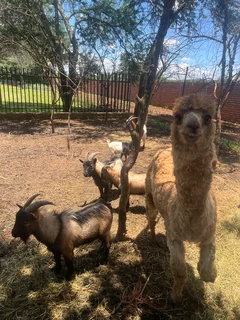 Goats - Ad posted by Zingoboy loris