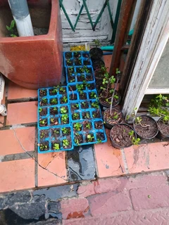 Small to large speckboom plant in nice pots