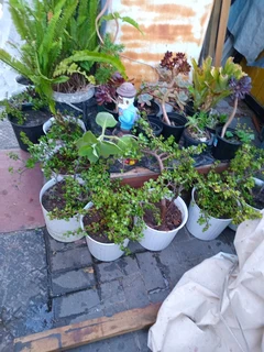 Small to large speckboom plant in nice pots