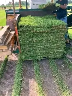 Kikuyu Instant Lawn