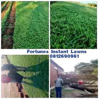 Instant Lawns Deliveries