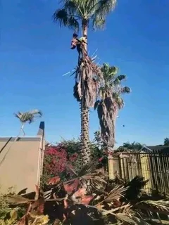 Tree Felling Services Available: 0812690961