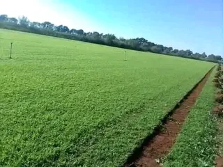 Lush Green Instant Lawn Sales