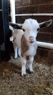 Nigerian dwarf goat female