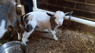 Nigerian dwarf goat female