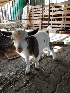 Beautiful Nigerian dwarf goat doe