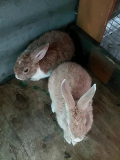Dutch mix rabbit