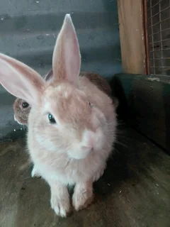 Dutch mix rabbit