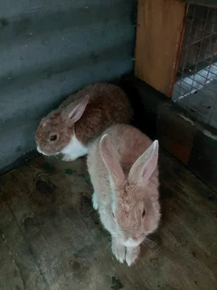 Dutch mix rabbit