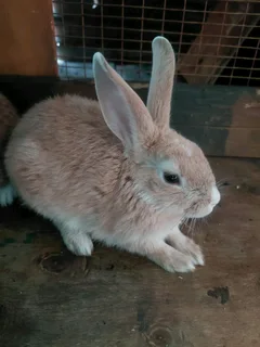Dutch mix rabbit