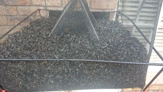 5 Pak Bol 'n Vlieg  Vlieëvangers