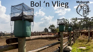 Flytrap / Vlieëvanger