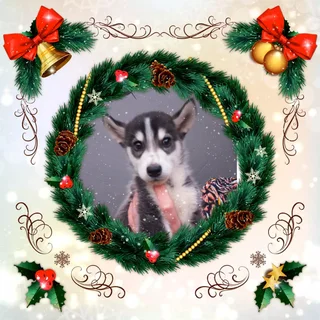 husky - Ad posted by Norman Willemse