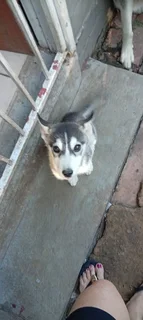 puppys - Ad posted by Norman Willemse