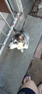 puppys - Ad posted by Norman Willemse