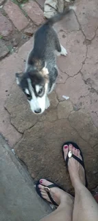 puppys - Ad posted by Norman Willemse