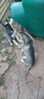 puppys - Ad posted by Norman Willemse