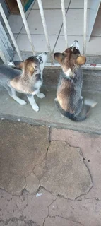 puppys - Ad posted by Norman Willemse