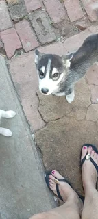 puppys - Ad posted by Norman Willemse