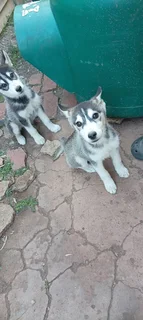 puppys - Ad posted by Norman Willemse