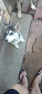 puppys - Ad posted by Norman Willemse