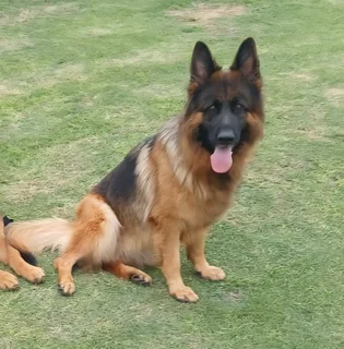 Pets - Ad Posted By Skyview Dundee