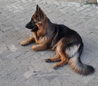 Pets - Ad posted by SKYVIEW DUNDEE