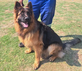 Pets - Ad posted by SKYVIEW DUNDEE