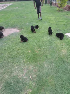 Pets - Ad posted by SKYVIEW DUNDEE