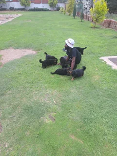 Pets - Ad posted by SKYVIEW DUNDEE