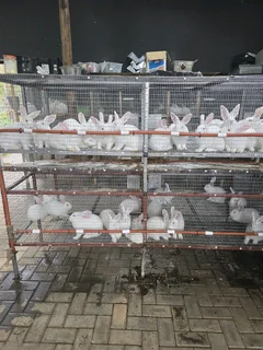 Rabbit Breeding Cages & Accessories