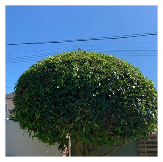 Grass cutting and clean up services (A beautiful garden is a work of heart)