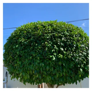 Grass cutting and clean up services (A freshly cut lawn can do wonders for aesthetics)