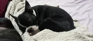 Boston Terrier Puppies