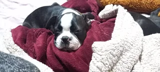 Boston Terrier Puppies